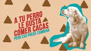 Tu perro se come sus cacas | ¿Hay algún producto para que deje de hacerlo?