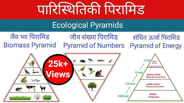 पारिस्थितिक पिरामिड | Ecology Pyramid | पर्यावरण अध्ययन | By Sandeep Rana |