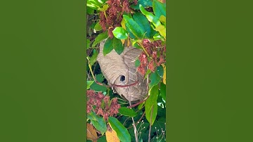 ⚠️ Wasp Nest UP Close! BAD IDEA! ‼️ #shorts