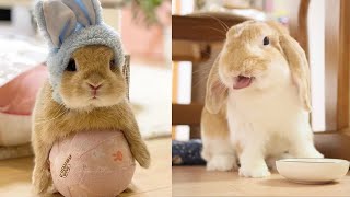 Holland Lop Baby Bunnies Playing | Holland Lop Baby Bunnies by PetsAndAnimals 551 views 1 year ago 4 minutes, 8 seconds