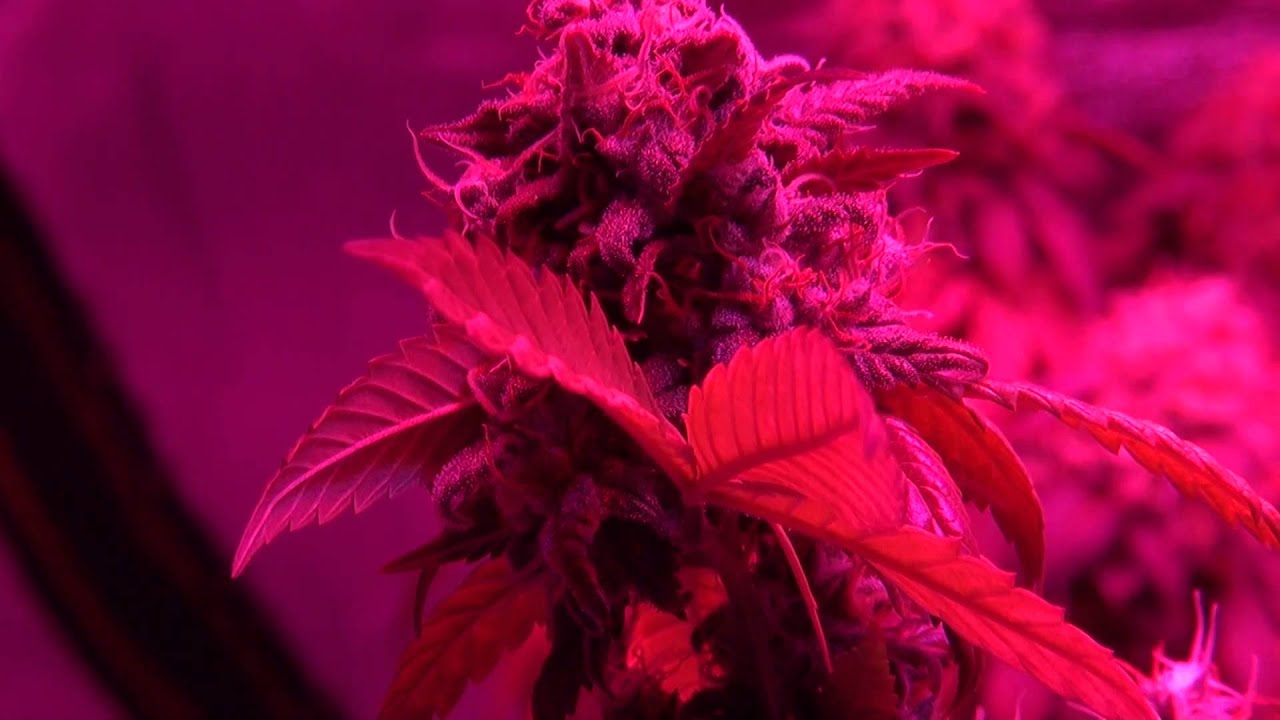 Blackstar Chrome 720w LED - Day 60 Flower