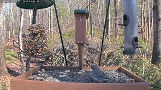 Sunny Morning feed: Mar 3, 2024 9:41AM - 10:11AM by Birdchill™ birdwatching cams 233 views 2 months ago 30 minutes