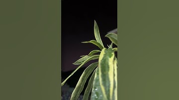 ماتيسر من سوره ال عمران❤️🍃🫀#الشعب_الصيني_ماله_حل #قرآن #راحة_نفسية