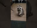 raccoons looking for an evening snack