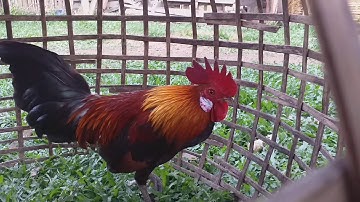 ໄກ່ຕໍ່ສາຍຫມານ ไก่ต่อสายหมาน