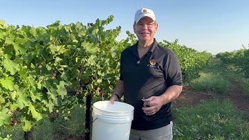 MeasuringGrapeSugarLevels