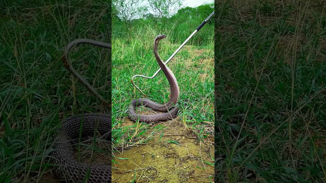 Cobra Release ! indianspectaclecobra release ! black cobra ! kariyanaag 