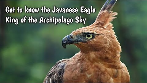 Get to know the Javanese Eagle - King of the Archipelago Sky