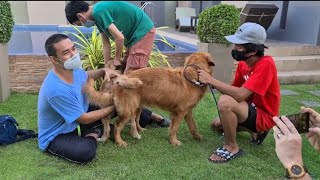 chien s'accouplant naturellement - les golden retrievers obtiennent un lien de reproduction #chien