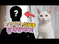 고양이 목소리의 비밀 | 고양이산책