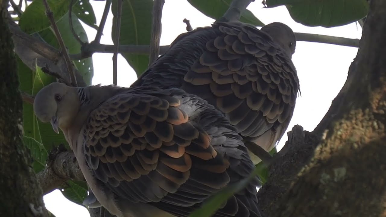 Spotted Turtle Doves pair | Bird video 4K | Wildlife video | 