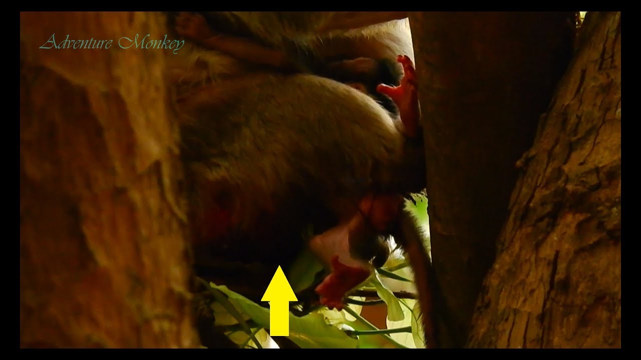 Cameramen So Worry !! Newborn baby monkey 1's near fall down/ Mom Merry much worry