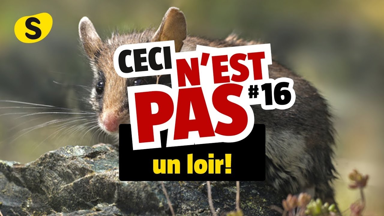 Ceci N Est Pas Un Loir 16 Youtube