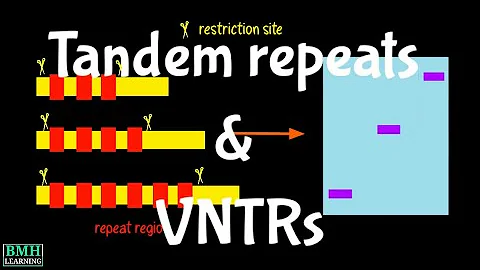 Tandem Repeats & VNTRs | Variable Number Of Tandem Repeats |