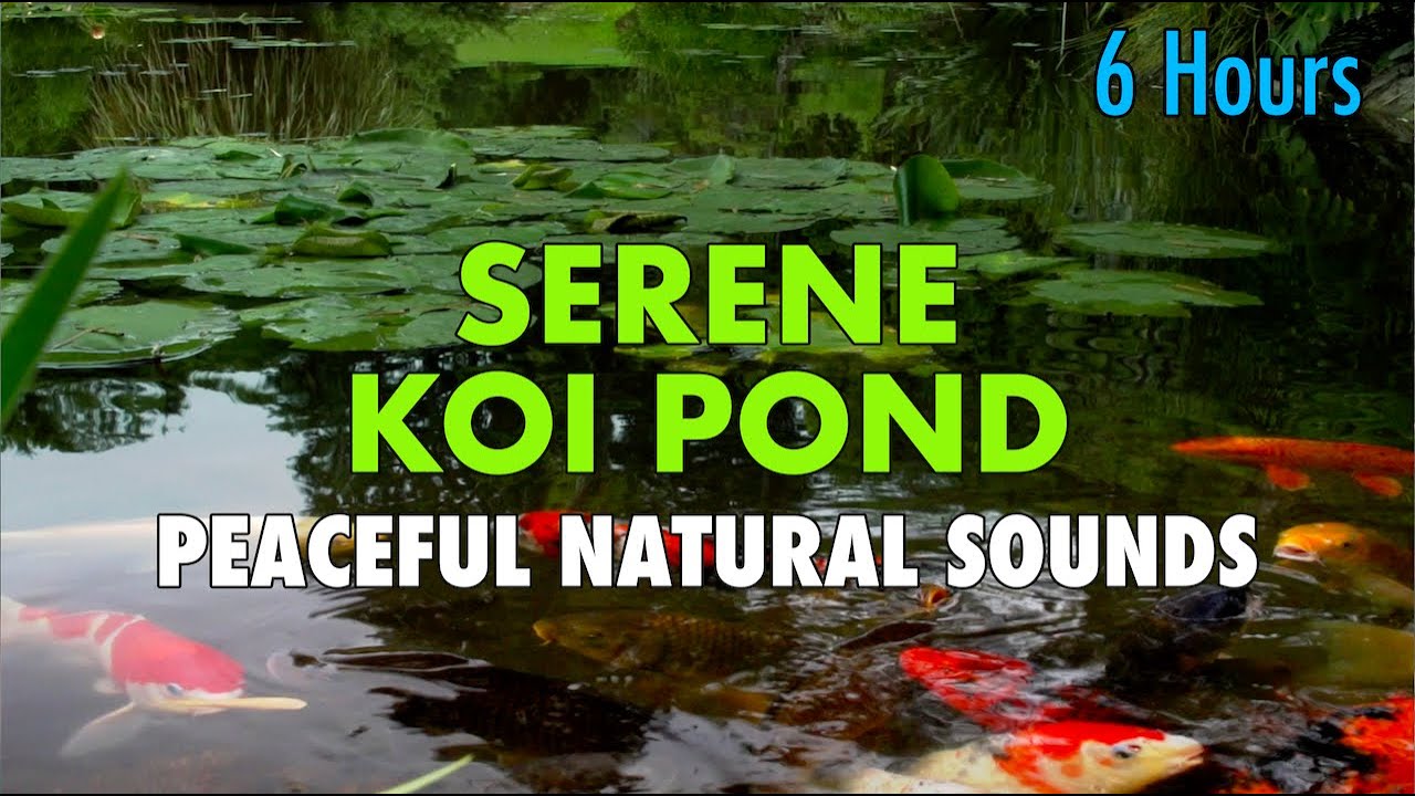 Tranquility Blender Peaceful KOI POND  6 hour ambient video and audio for sleep study meditation