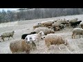 Выгнали отару овец на пастбище|Овцеводство