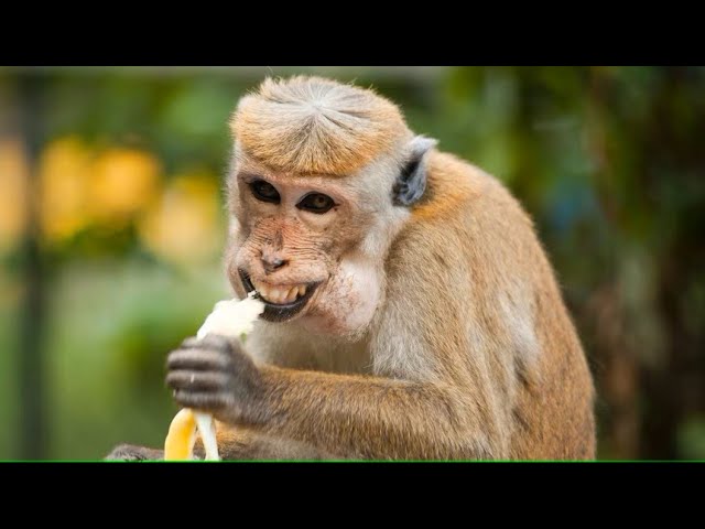 TAKE A MONKEY TO LUNCH DAY - July 21, 2024 - National Today