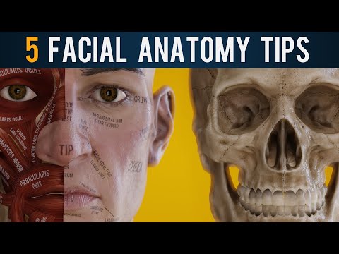 5 Crucial Facial Anatomy Tips for 3D Artists (2020)