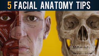 5 Crucial Facial Anatomy Tips for 3D Artists (2020) screenshot 5