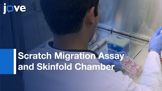 Scratch Migration Assay and Skinfold Chamber: Wound Healing Analysis | Protocol Preview