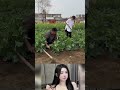 誤って鍬で木​​を叩いてしまった。 #ショート動画, #おすすめ, #バズり中, #今話題, #日本の日常 #music #song #love #trum #duet #korean