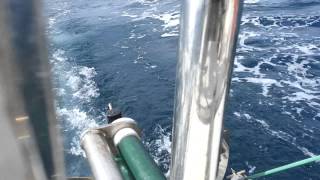 My own design servo pendulum wind vane self steering gear for my Sadler 32, filmed with my phone while sailing down wind ...