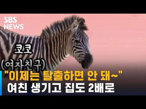 얼룩말 세로 솔로 탈출했다…최초 공개된 '여자친구' / SBS / 오클릭