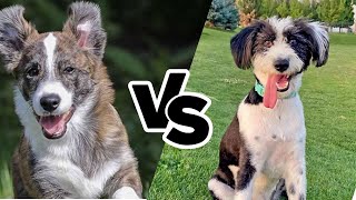 Which is the Top Dog – Corgipoo or Bordoodle? by All About Mixed Breed  92 views 1 month ago 2 minutes, 9 seconds