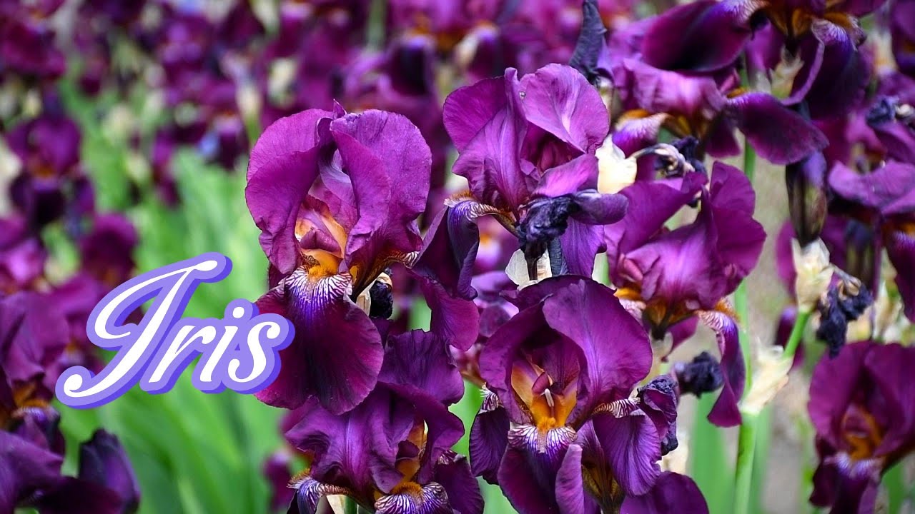 Irises bloom best in full sun How To Care for Irises After They Bloom