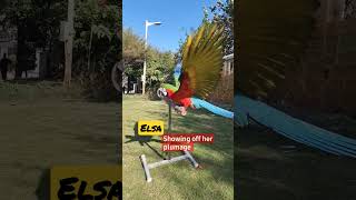 Red Factor Harlequin Macaw showing off her vivid plumage and Colours
