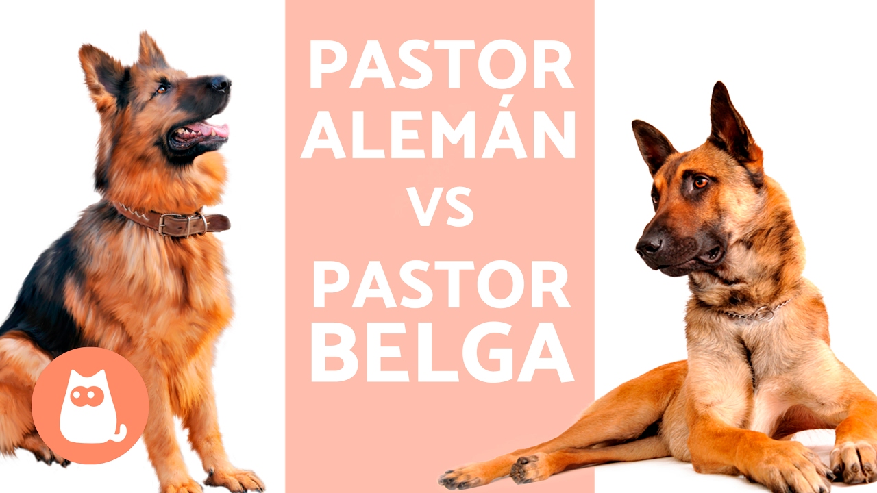 Pastor alemán vs pastor belga, ¿cuál elegir? - YouTube