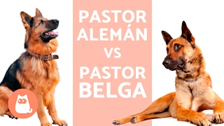 Pastor alemán vs pastor belga, ¿cuál elegir?