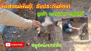 จัดส่งแม่พันธุ์( รับประกันท้อง )ลูกค้าอ.ปราสาท จ.สุรินทร์ #หมูป่าท่งนาฟาร์ม