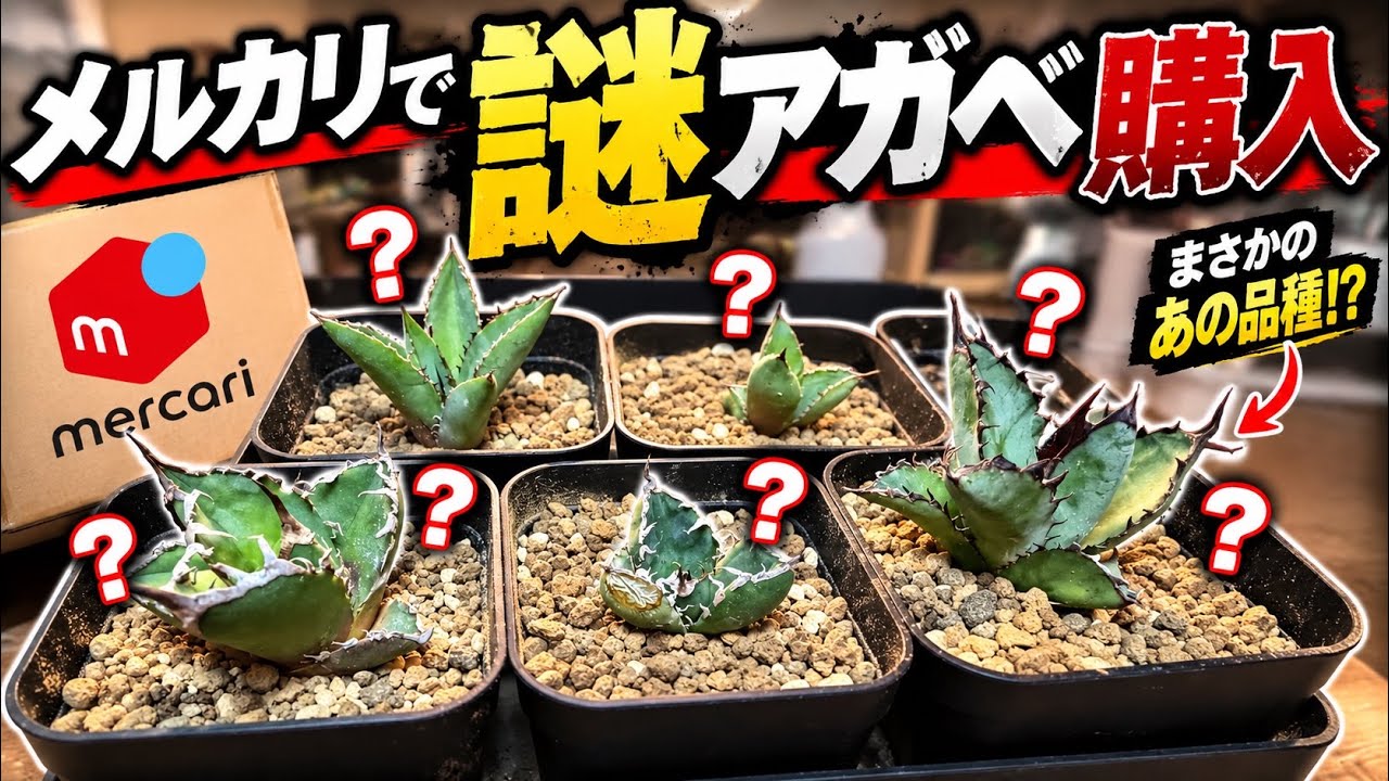 メルカリで謎アガベ購入 - YouTube