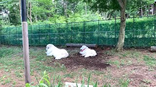 【ルンルンの裏庭】ルンルンのそばに居たいアラン