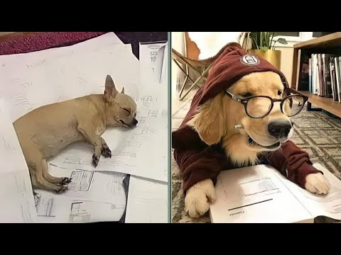 متلازمة زنقة الكلاب وثائقي