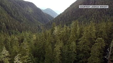 Ministry of Forests investigates after massive old growth cedar cut down near Gold River
