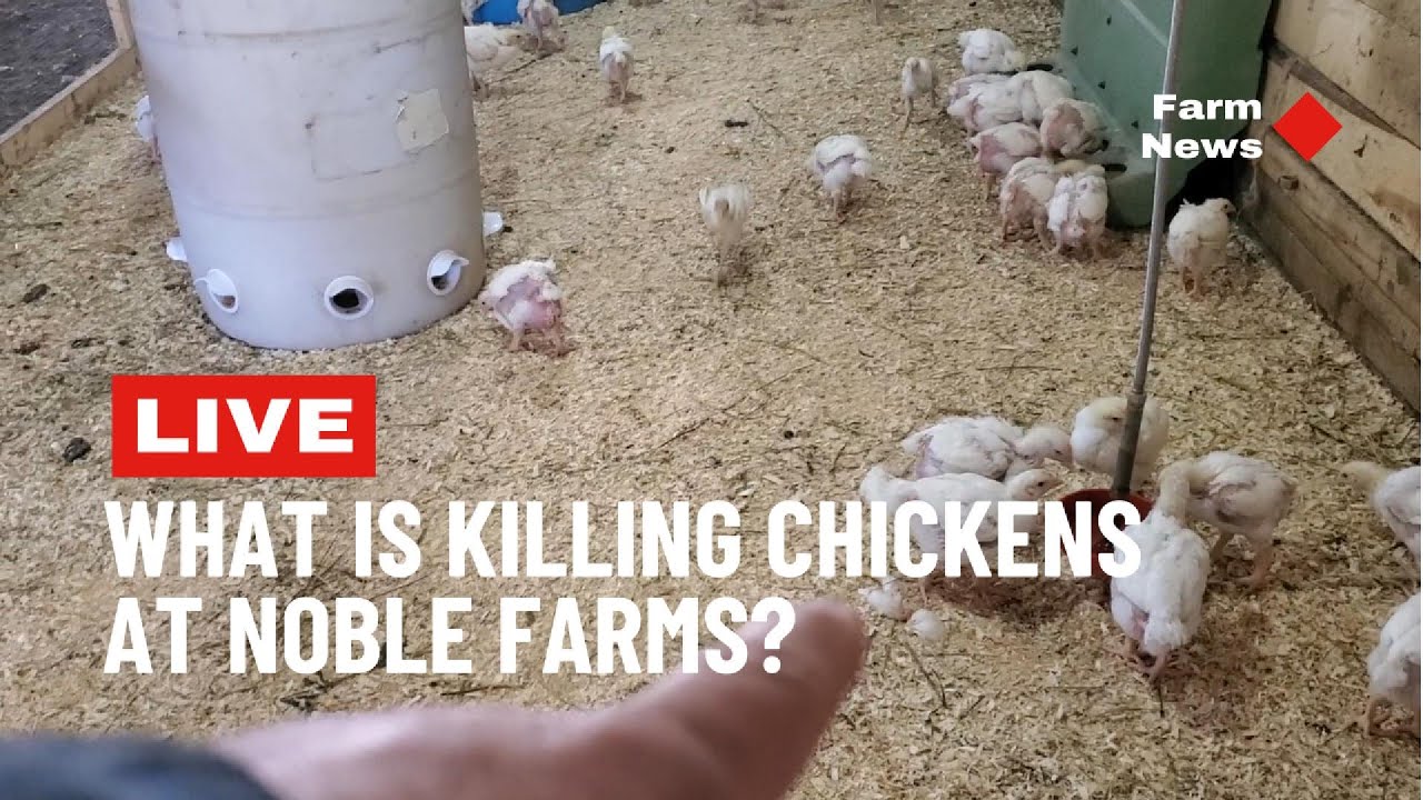 🔥 Something is KILLING Our Chickens at Noble Farms… You Won’t Believe What We Found! 😱🐔