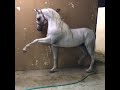 الفخم كاسح الحصان العربي  