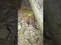 デカ！！こんな場所に巨大モクズガニ！！