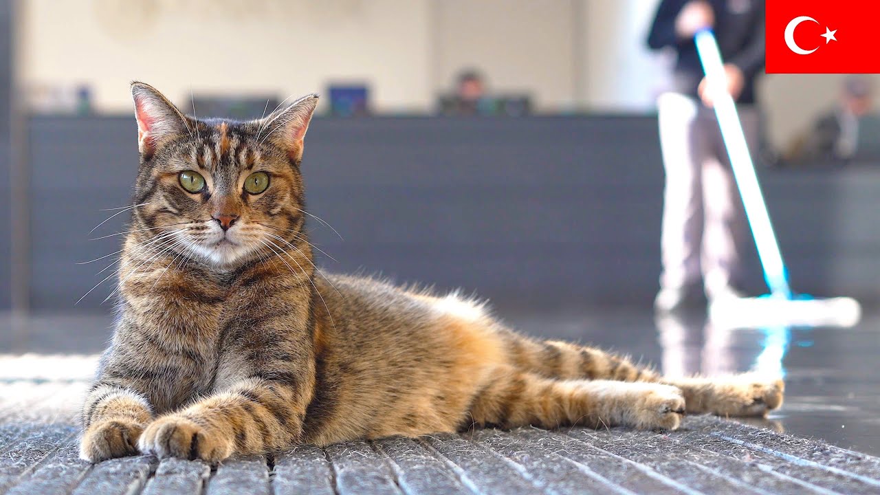 Кот, Который Отказался Двигаться