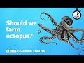 Should we farm octopus? ⏲️ 6 Minute English
