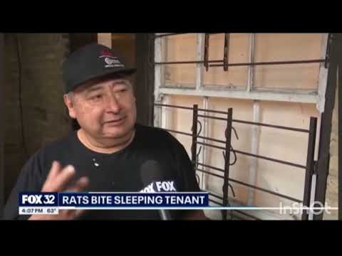 #CHICAGO man FACE WAS BITTEN up BY RATS 🐀 WHEN HE WAS SLEEPING  #BREAKINGNEWS    