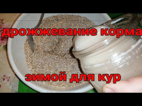 Дрожжи для кур несушек для яйценоскости. Корма для несушек для повышения яйценоскости. Как давать курам дрожжи для яйценоскости правильно. Дрожжи для кур несушек для яйценоскости. Как давать курам дрожжи для яйценоскости правильно.