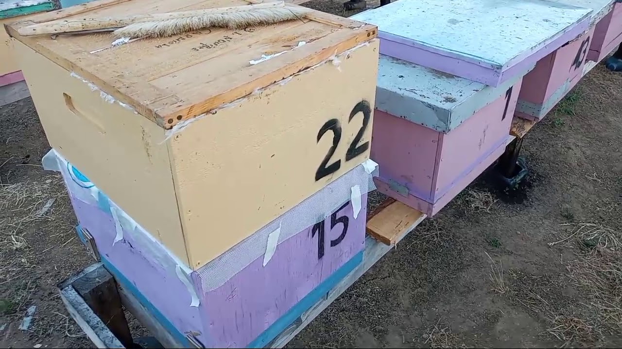 Seguimiento de colmenas con problemas de reina y unión de colmena zanganera.