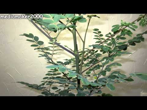 Moringa Tree - Pruning For Thicker Growth