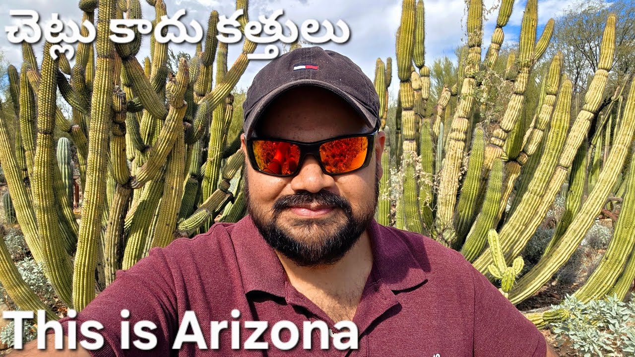 ఇవి చెట్లు కాదు కత్తులు Arizona ఎడారి Desert life beautiful but Dangerous Phoenix USA telugu vlogs