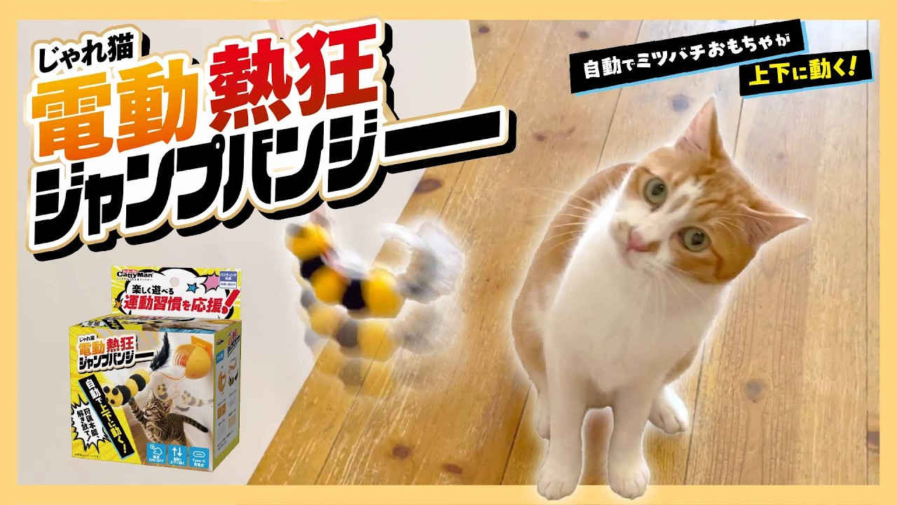 Your Cat Will Pounce! Jump! Unpredictable Bungee Action! [Jare