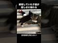 威嚇してた子猫が、やさしい猫達に囲まれて育つ#shorts