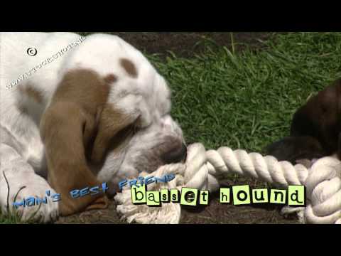 basset hound #01 - puppy love